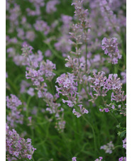 Lavandula angustifolia 'Rosea'