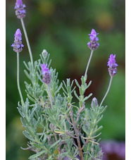 Lavandula dentata