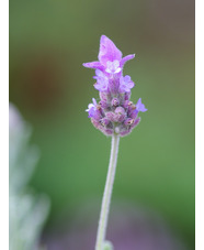 Lavandula dentata