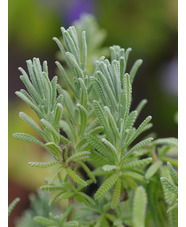 Lavandula dentata
