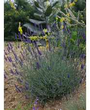 Lavandula lanata