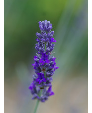 Lavandula lanata