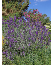 Lavandula lanata