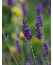 Lavandula lanata