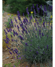 Lavandula lanata