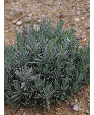 Lavandula lanata