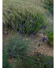 Lavandula × chaytoriae 'Sawyers'