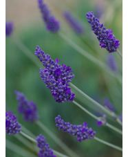 Lavandula × chaytoriae 'Sawyers'