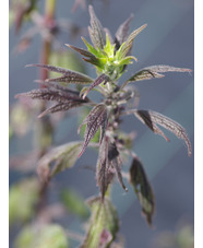 Leonurus cardiaca from Cally Gardens