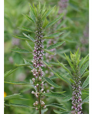 Leonurus cardiaca from Cally Gardens