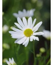 Leucanthemella serotina