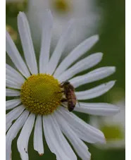 Leucanthemella serotina