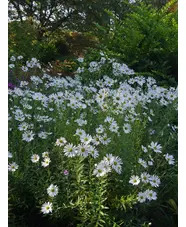 Leucanthemella serotina