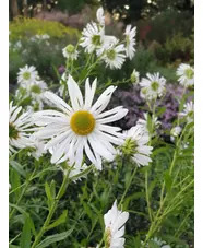 Leucanthemella serotina
