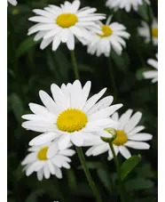 Leucanthemum x superbum 'Becky' 
