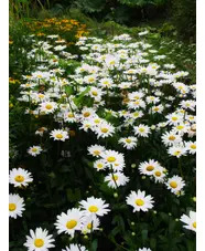 Leucanthemum x superbum 'Becky' 