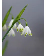 Leucojum aestivum 'Gravetye Giant'