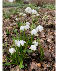 Leucojum vernum var. vagneri