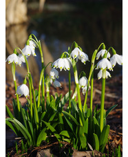 Leucojum vernum var. vagneri