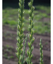 Leymus arenarius