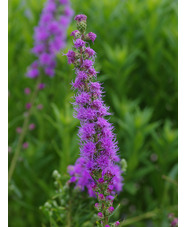 Liatris aspera 