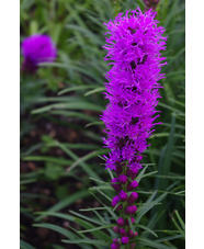 Liatris spicata 'Kobold'