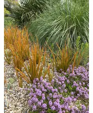Libertia peregrinans 