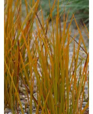 Libertia peregrinans 