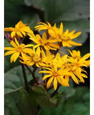 Ligularia dentata 'Desdemona'