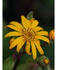 Ligularia dentata 'Desdemona'