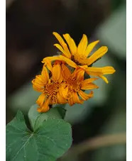 Ligularia dentata seedlings