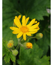 Ligularia japonica