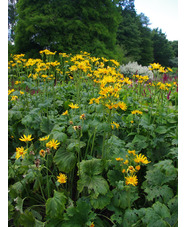 Ligularia japonica