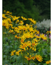 Ligularia japonica