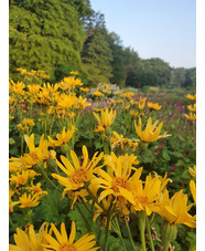 Ligularia japonica