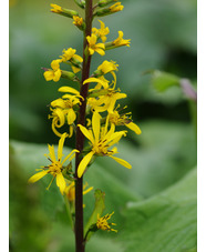 Ligularia 'The Rocket'