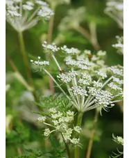 Ligusticopsis wallichiana (our original form)