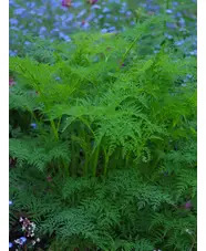 Ligusticopsis wallichiana (our original form)