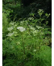 Ligusticopsis wallichiana (our original form)
