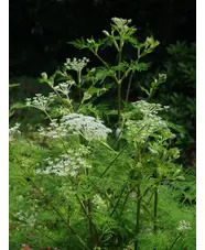Ligusticopsis wallichiana (our original form)