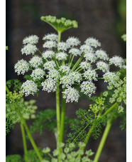 Ligusticum lucidum 