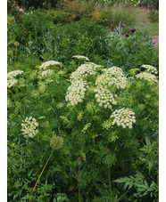 Ligusticum lucidum 