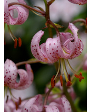 Lilium martagon