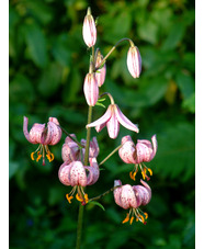 Lilium martagon