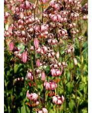 Lilium martagon