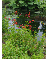 Lilium pardalinum
