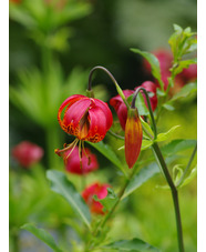 Lilium pardalinum