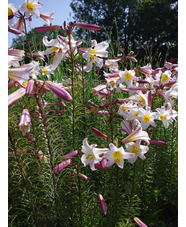 Lilium regale