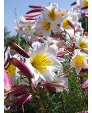 Lilium regale