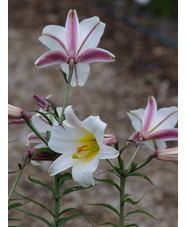 Lilium regale